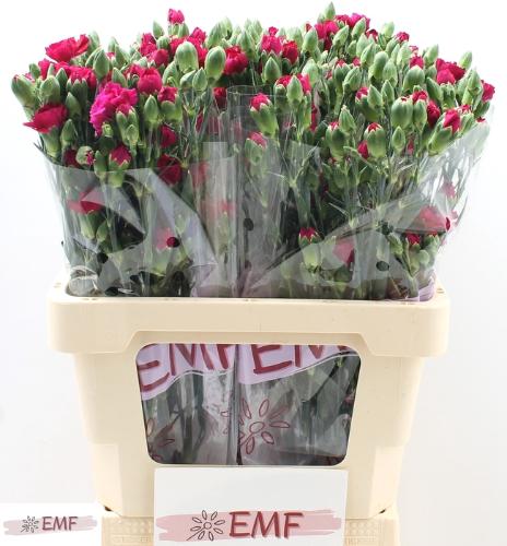 Dianthus tros Kingfisher Special