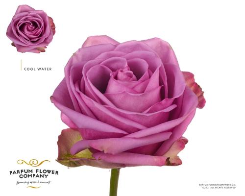 Rosa grootbloemig Cool Water!