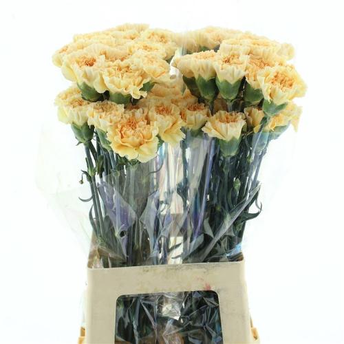 Dianthus standaard 'Crimea'