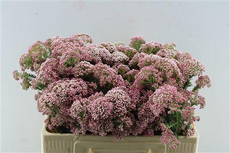 Ozothamnus 'Cooks Tall Pink'