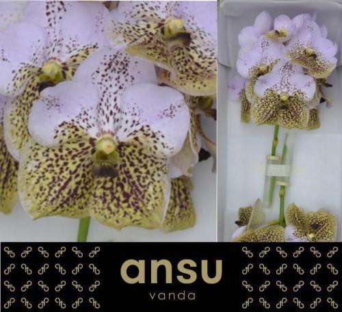 Vanda Divana Seashell Honey