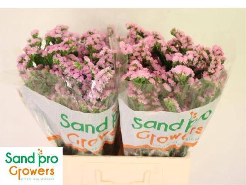 Limonium sinuatum 'Lucia Pink'