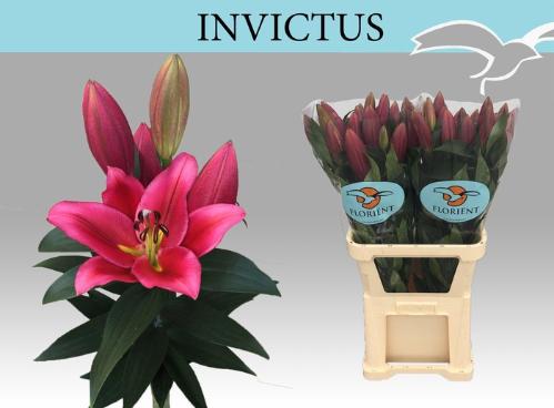 Lilium (OT-hybrids Grp) 'Invictus'