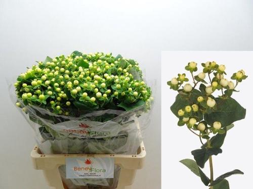 Hypericum x inodorum Magical Snowprince