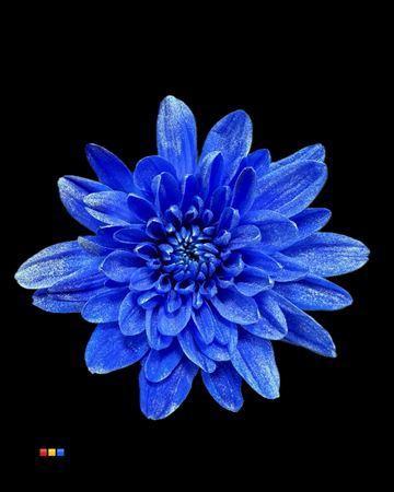 Chrysanthemum Indicum Grp tros kas kleurbehandeld H%