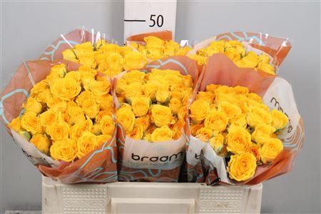 Rosa tros Ramona