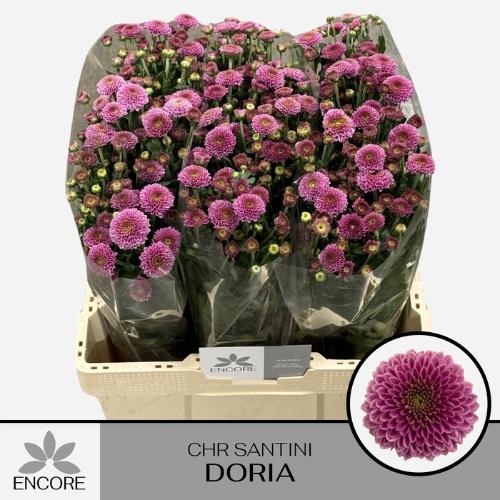 Chrysanthemum Indicum Grp tros santini Doria