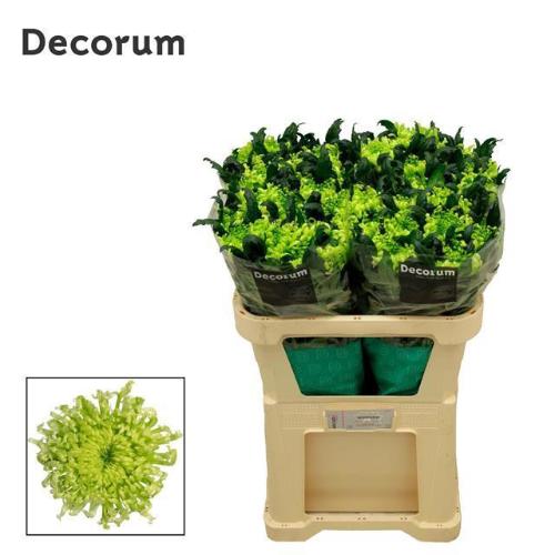 Chrysanthemum (Indicum Grp) geplozen Antenna