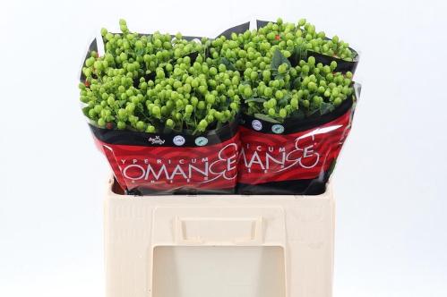 Hypericum androsaemum Jungle Romance