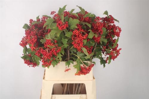Viburnum per tak opulus 'Compactum'