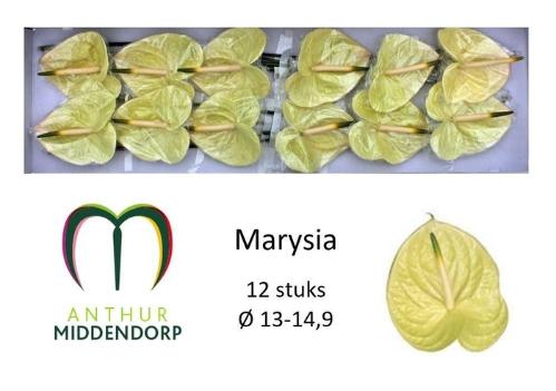 Anthurium Andreanum Grp Marysia