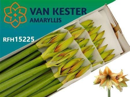 Hippeastrum Galaxy Grp 'Mocca'