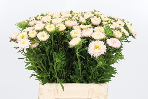 Callistephus chinensis overig