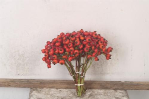 Rosa Magical Delight (rozenbottel)