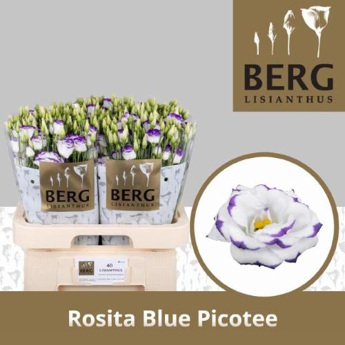 Eustoma russellianum gevuldbloemig 'Rosita Blue Picotee'
