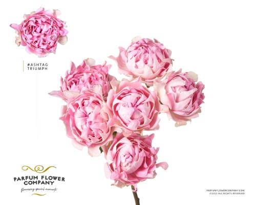 Rosa tros #Trophy