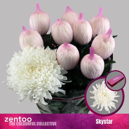 Chrysanthemum (Indicum Grp) geplozen Skystar