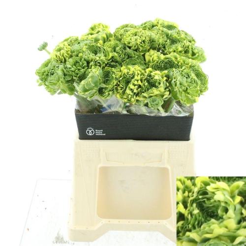 Ranunculus asiaticus Pon Pon Peterpan