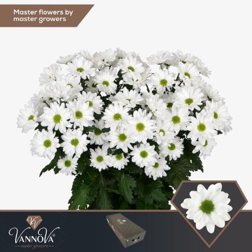 Chrysanthemum Indicum Grp tros Chic