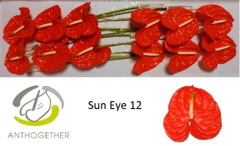 Anthurium (Andreanum Grp) Sun Eye