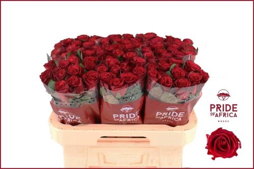 Rosa grootbloemig Red Tacazzi+