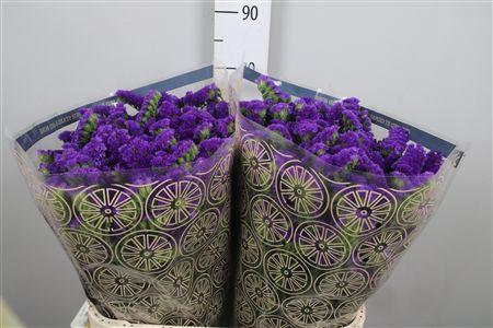 Limonium sinuatum Giant Blue Birds / Cristal Dark Blue