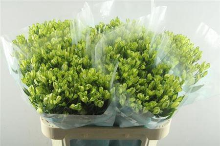 Alstroemeria White Pearls