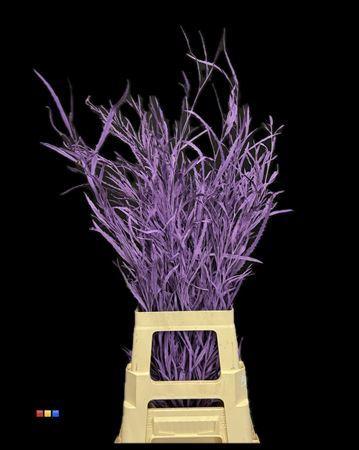 Decoratiegroen kleurbehandeld per bos H%