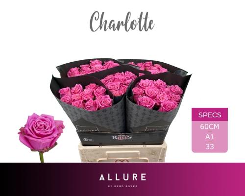 Rosa grootbloemig Tantau’s Charlotte