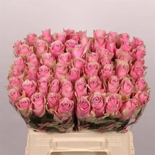 Rosa grootbloemig Athena Royale