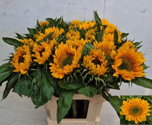 Helianthus annuus 'Vincent's Fresh'