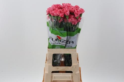 Dianthus standaard overig