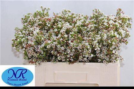 Chamelaucium 'Blondie'