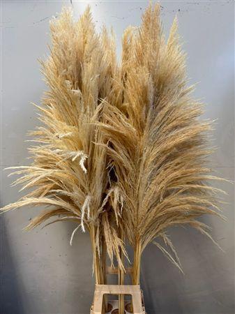 Cortaderia overig