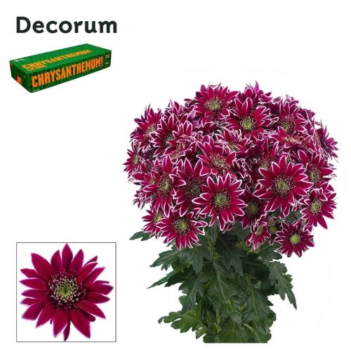 Chrysanthemum (Indicum Grp) tros Bolte