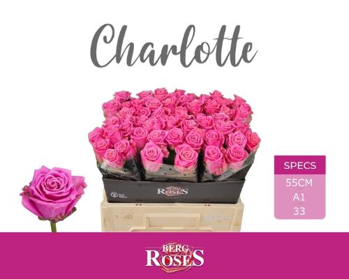 Rosa grootbloemig Tantau’s Charlotte