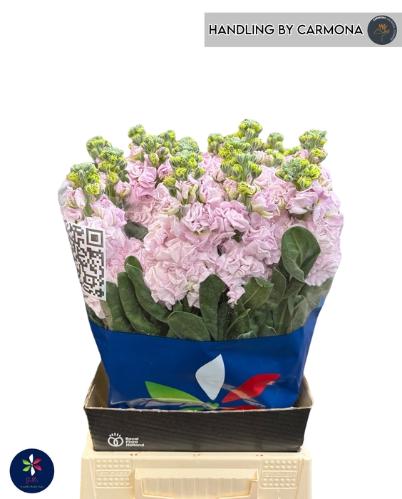 Matthiola incana 'Iron Cherry Blossom'