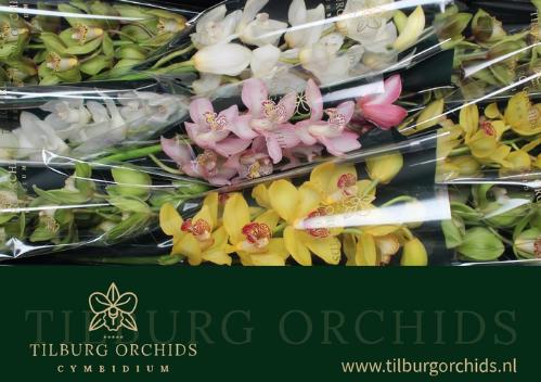 Cymbidium grootbloemig per tak gemengd
