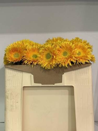 Gerbera grootbloemig spinvormig Maui+