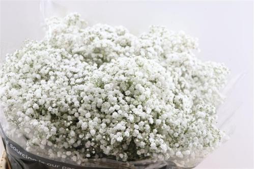Gypsophila paniculata Xlence