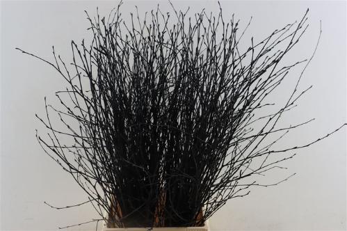 Betula kleurbehandeld H%