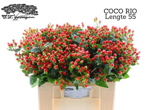 Hypericum Coco Rio