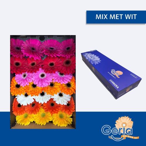 Gerbera grootbloemig gemengd op rij