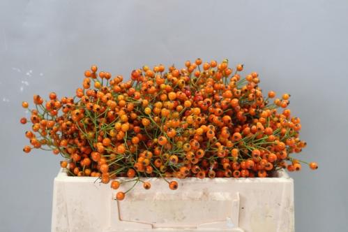 Rosa Prinsberry Orange
