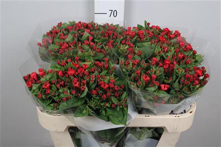 Bouvardia enkelbloemig Red Passion
