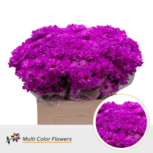 Chrysanthemum Indicum Grp tros kas kleurbehandeld H%