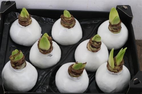 Hippeastrum bol gewaxt H%