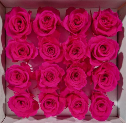 Rosa grootbloemig kleurbehandeld H%