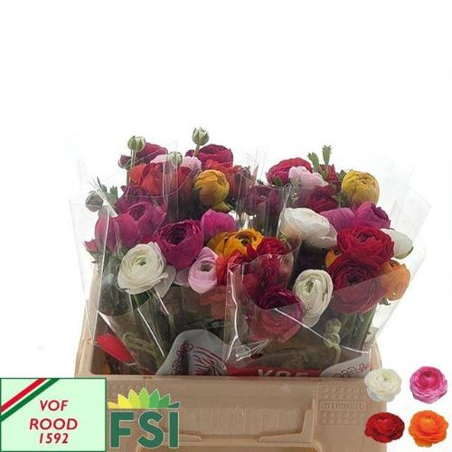 Ranunculus gemengd in bos