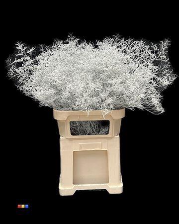 Limonium overig kleurbehandeld H%